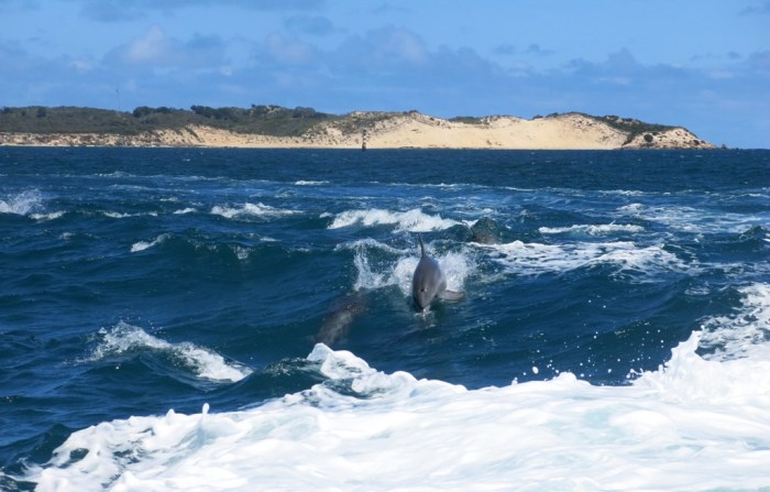 Spot the dolphins! Yes, there's more than one! :)