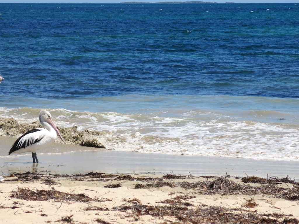 fremantle beach, perth